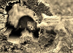 Szary + Sepia
