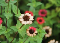 Oryginalny obrazek