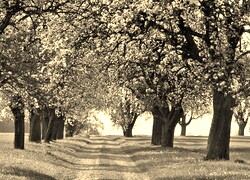 Szary + Sepia