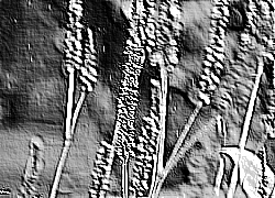 Skamielina