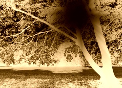 Sepia + Negatyw