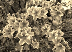 Szary + Sepia