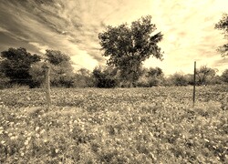 Szary + Sepia