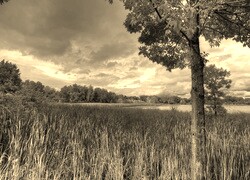 Szary + Sepia