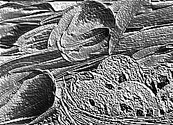 Skamielina