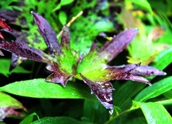 Oryginalny obrazek