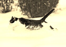 Szary + Sepia