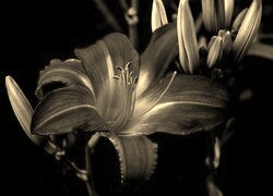 Szary + Sepia