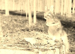 Sepia + Negatyw