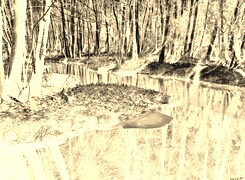 Sepia + Negatyw