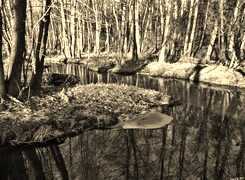 Szary + Sepia