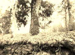 Szary + Sepia