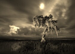 Szary + Sepia