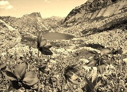 Szary + Sepia