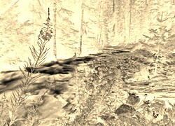 Sepia + Negatyw