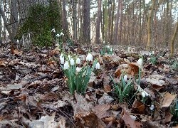 Oryginalny obrazek