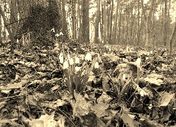 Szary + Sepia