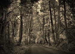 Szary + Sepia