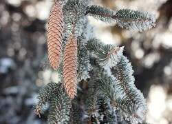 Oryginalny obrazek