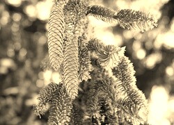 Szary + Sepia