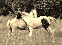 Szary + Sepia