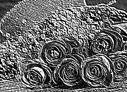 Skamielina