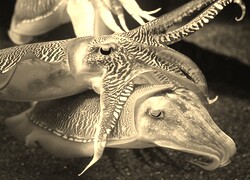 Szary + Sepia