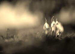 Szary + Sepia