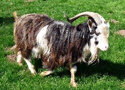 Oryginalny obrazek