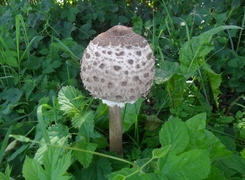 Oryginalny obrazek