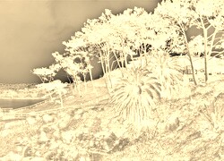 Sepia + Negatyw