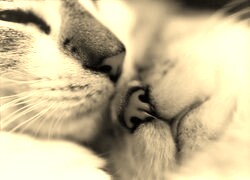 Szary + Sepia