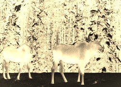 Sepia + Negatyw