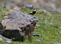 Oryginalny obrazek