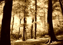 Sepia