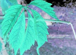 Negatyw