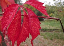 Oryginalny obrazek