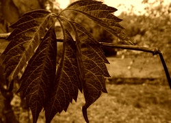 Sepia