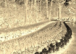 Sepia + Negatyw