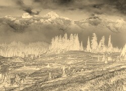 Sepia + Negatyw