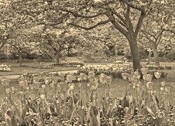 Szary + Sepia