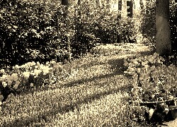 Szary + Sepia