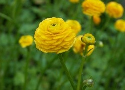 Oryginalny obrazek
