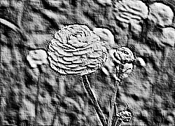 Skamielina