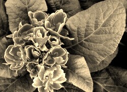 Szary + Sepia