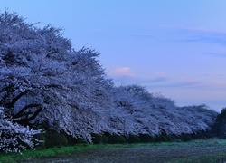 Oryginalny obrazek