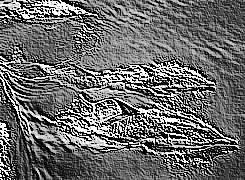 Skamielina
