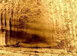 Sepia + Negatyw