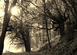 Szary + Sepia