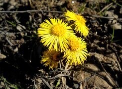 Oryginalny obrazek